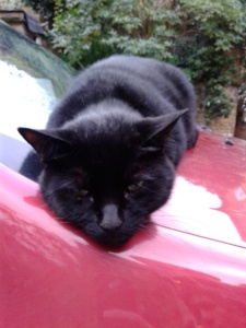 cat sprawled on a red car